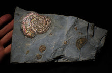 Load image into Gallery viewer, Large iridescent multi-Psiloceras ammonite display piece
