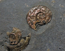 Load image into Gallery viewer, Large iridescent multi-Psiloceras ammonite display piece
