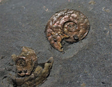 Load image into Gallery viewer, Large iridescent multi-Psiloceras ammonite display piece