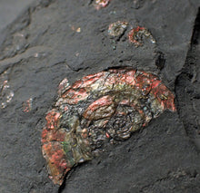 Load image into Gallery viewer, Large iridescent multi-Psiloceras ammonite display piece