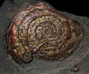 Large iridescent multi-Psiloceras ammonite display piece