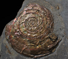 Load image into Gallery viewer, Large iridescent multi-Psiloceras ammonite display piece