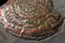 Load image into Gallery viewer, Large iridescent multi-Psiloceras ammonite display piece