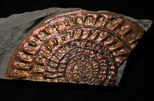 Load image into Gallery viewer, Large copper iridescent Caloceras display ammonite