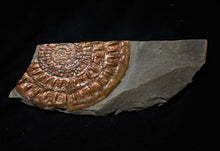 Load image into Gallery viewer, Large copper iridescent Caloceras display ammonite