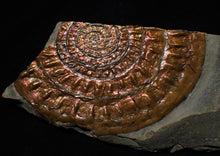 Load image into Gallery viewer, Large copper iridescent Caloceras display ammonite