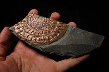 Load image into Gallery viewer, Large copper iridescent Caloceras display ammonite