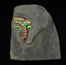 Load image into Gallery viewer, Rainbow iridescent Caloceras ammonite