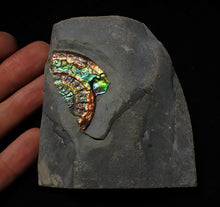 Load image into Gallery viewer, Rainbow iridescent Caloceras ammonite