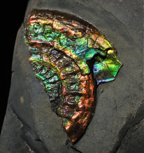 Load image into Gallery viewer, Rainbow iridescent Caloceras ammonite