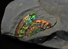 Load image into Gallery viewer, Rainbow iridescent Caloceras ammonite