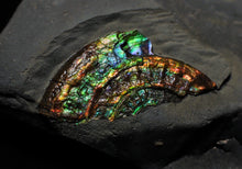 Load image into Gallery viewer, Rainbow iridescent Caloceras ammonite