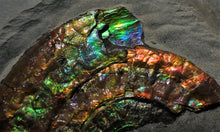 Load image into Gallery viewer, Rainbow iridescent Caloceras ammonite