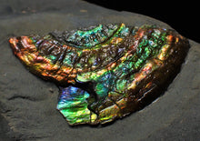 Load image into Gallery viewer, Rainbow iridescent Caloceras ammonite