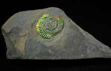 Load image into Gallery viewer, Green and rainbow iridescent Caloceras display ammonite