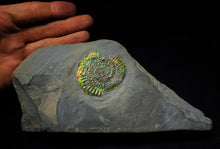Load image into Gallery viewer, Green and rainbow iridescent Caloceras display ammonite