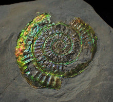 Load image into Gallery viewer, Green and rainbow iridescent Caloceras display ammonite