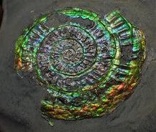 Load image into Gallery viewer, Green and rainbow iridescent Caloceras display ammonite