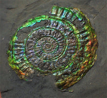 Load image into Gallery viewer, Green and rainbow iridescent Caloceras display ammonite