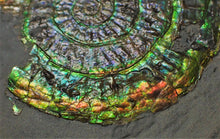 Load image into Gallery viewer, Green and rainbow iridescent Caloceras display ammonite
