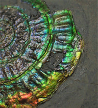 Load image into Gallery viewer, Green and rainbow iridescent Caloceras display ammonite