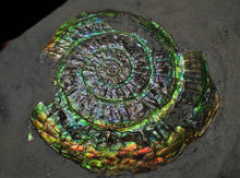 Load image into Gallery viewer, Green and rainbow iridescent Caloceras display ammonite