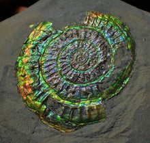 Load image into Gallery viewer, Green and rainbow iridescent Caloceras display ammonite