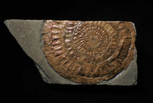Load image into Gallery viewer, Large copper iridescent Caloceras display ammonite