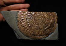 Load image into Gallery viewer, Large copper iridescent Caloceras display ammonite