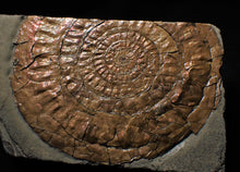 Load image into Gallery viewer, Large copper iridescent Caloceras display ammonite