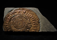 Load image into Gallery viewer, Large copper iridescent Caloceras display ammonite
