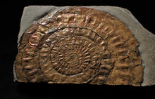 Load image into Gallery viewer, Large copper iridescent Caloceras display ammonite