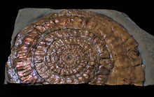 Load image into Gallery viewer, Large copper iridescent Caloceras display ammonite