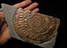 Load image into Gallery viewer, Large copper iridescent Caloceras display ammonite