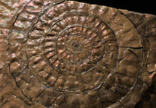 Load image into Gallery viewer, Large copper iridescent Caloceras display ammonite