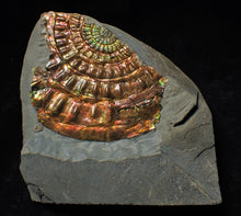 Load image into Gallery viewer, Rainbow iridescent Caloceras display ammonite fossil