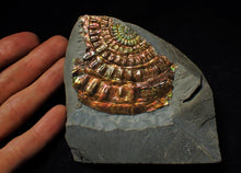 Load image into Gallery viewer, Rainbow iridescent Caloceras display ammonite fossil