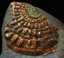 Load image into Gallery viewer, Rainbow iridescent Caloceras display ammonite fossil