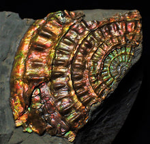 Load image into Gallery viewer, Rainbow iridescent Caloceras display ammonite fossil