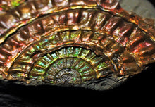 Load image into Gallery viewer, Rainbow iridescent Caloceras display ammonite fossil