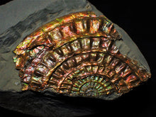 Load image into Gallery viewer, Rainbow iridescent Caloceras display ammonite fossil