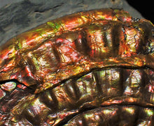Load image into Gallery viewer, Rainbow iridescent Caloceras display ammonite fossil