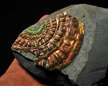 Load image into Gallery viewer, Rainbow iridescent Caloceras display ammonite fossil