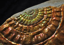 Load image into Gallery viewer, Rainbow iridescent Caloceras display ammonite fossil