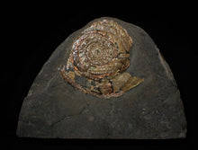 Load image into Gallery viewer, Rainbow pearlescent Psiloceras display ammonite