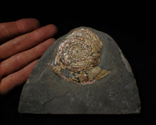 Load image into Gallery viewer, Rainbow pearlescent Psiloceras display ammonite