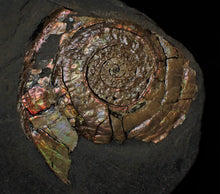 Load image into Gallery viewer, Rainbow pearlescent Psiloceras display ammonite