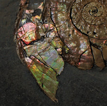 Load image into Gallery viewer, Rainbow pearlescent Psiloceras display ammonite