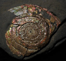Load image into Gallery viewer, Rainbow pearlescent Psiloceras display ammonite