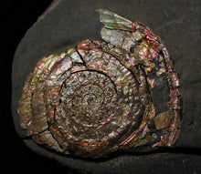 Load image into Gallery viewer, Rainbow pearlescent Psiloceras display ammonite